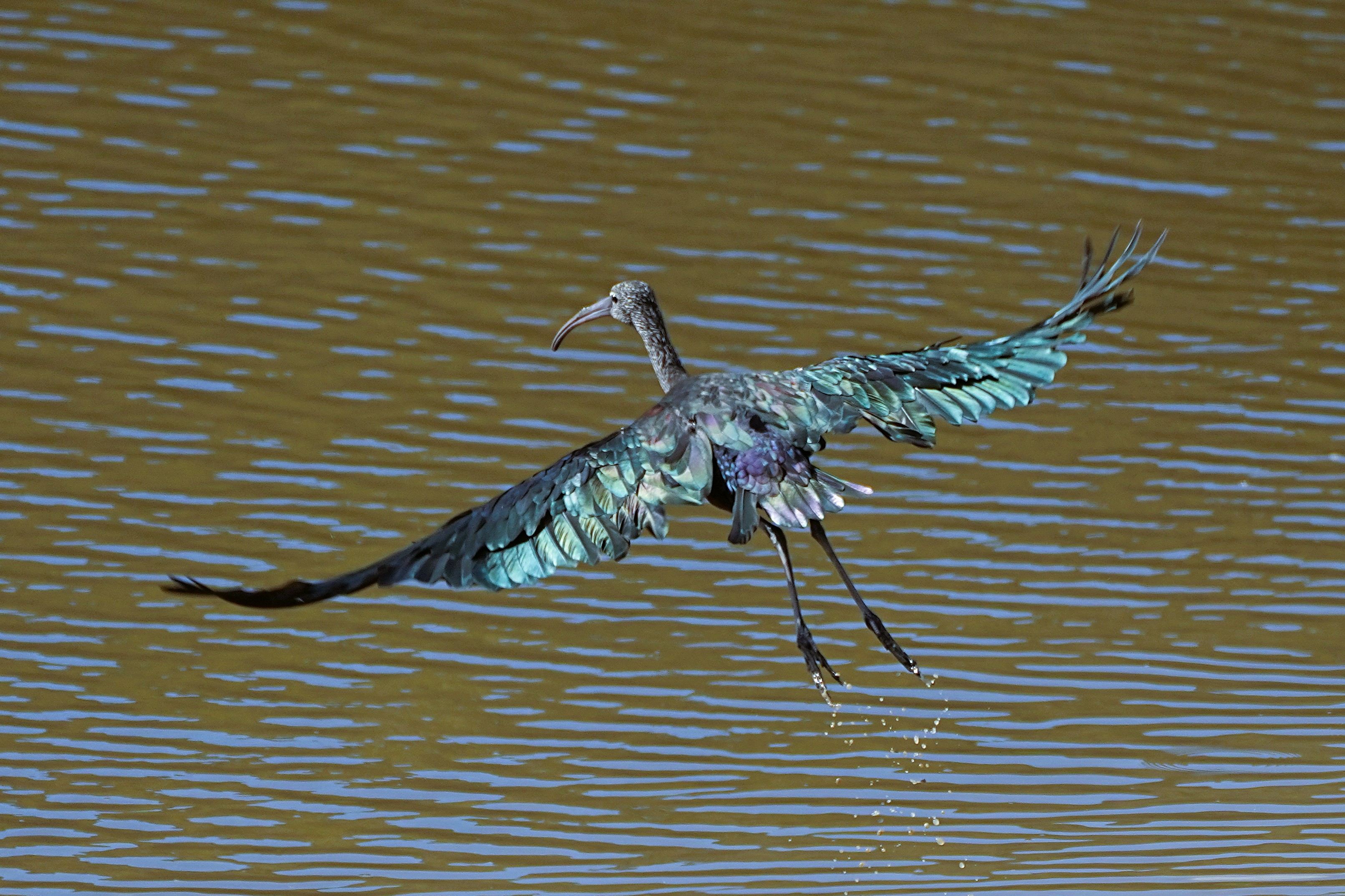 Fremington Pill Devon Birds