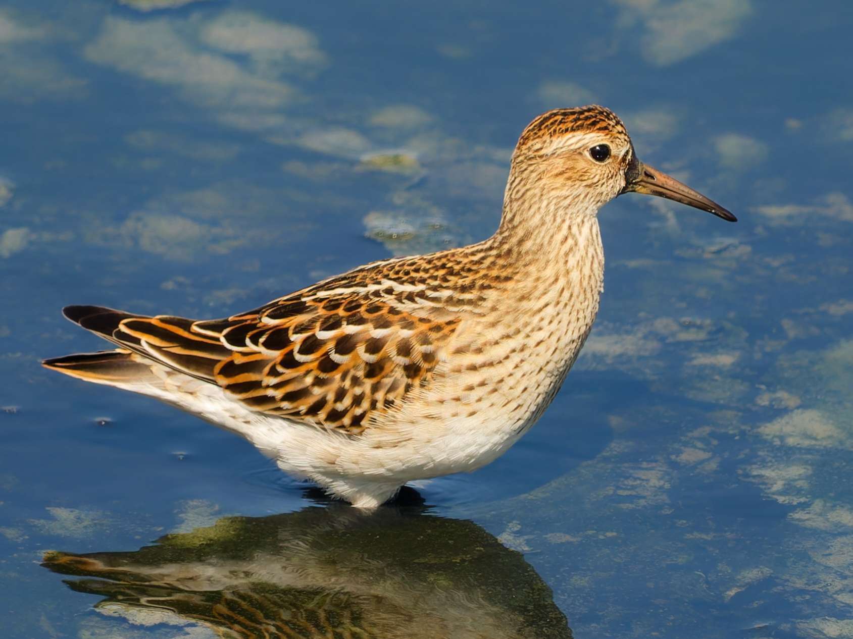 Seaton Wetlands