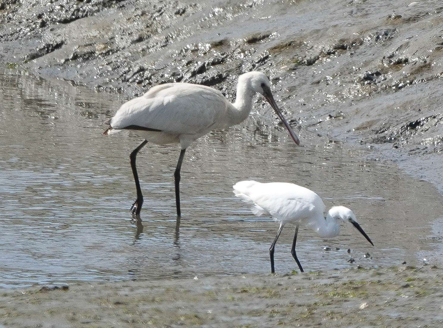 Kingsbridge Estuary – Spoonbill