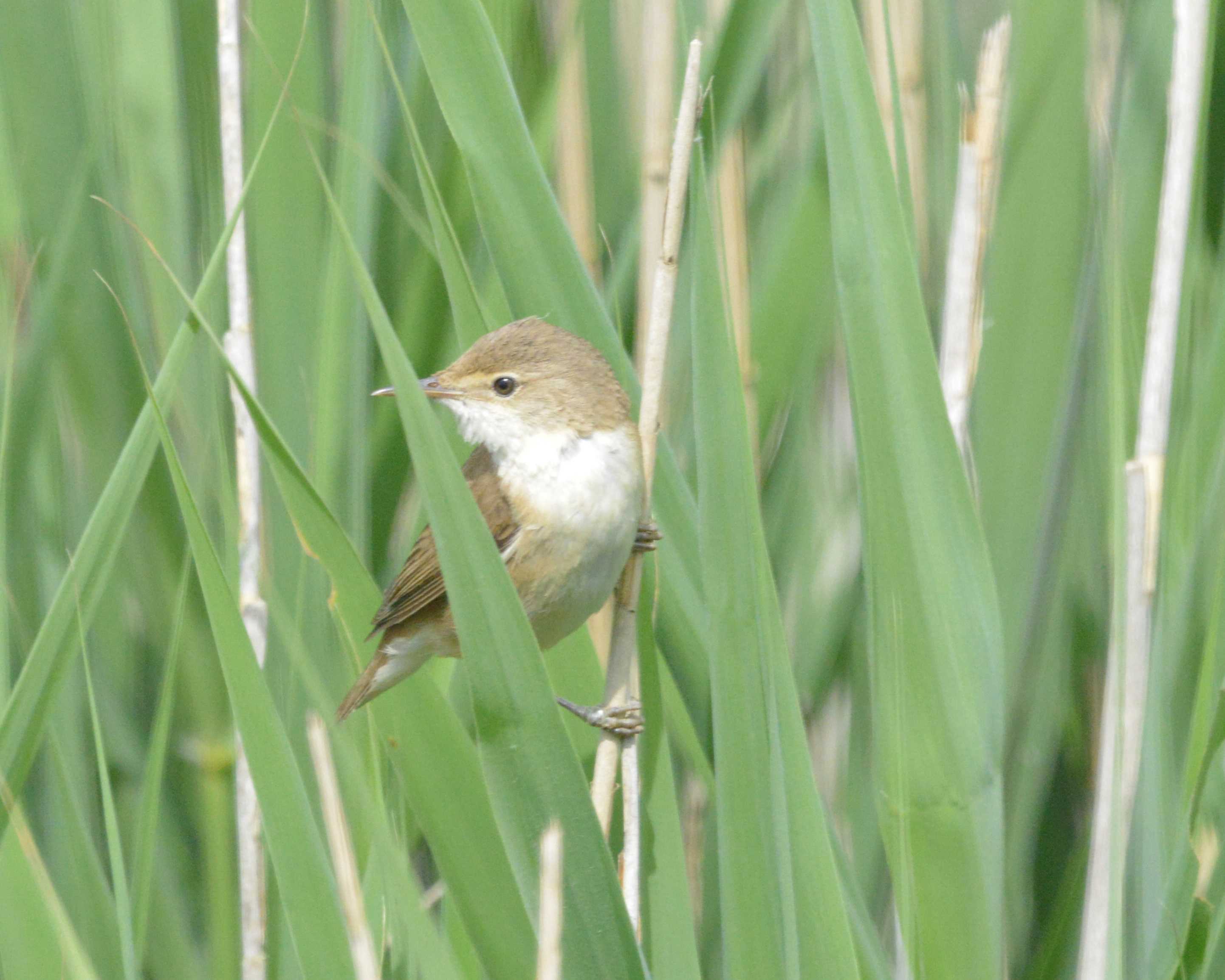 Seaton Wetlands - Devon Birds