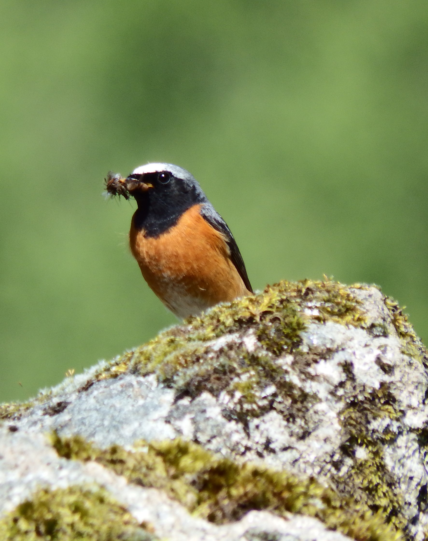 cuckoos-redstarts-skylarks-devon-birds