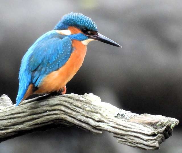 Rivecor Plm River Plym - Devon Birds