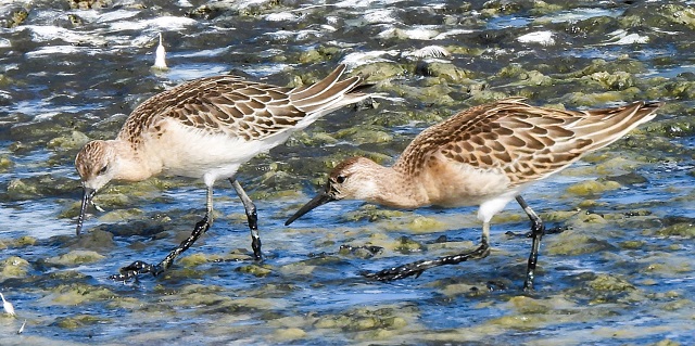 Seaton Wetlands