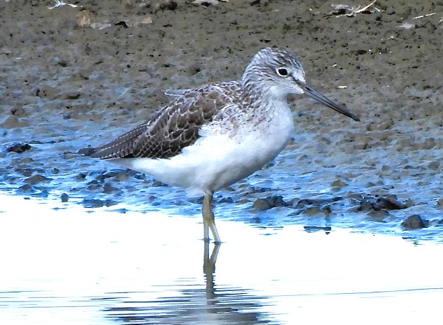 Bowling Green Marsh