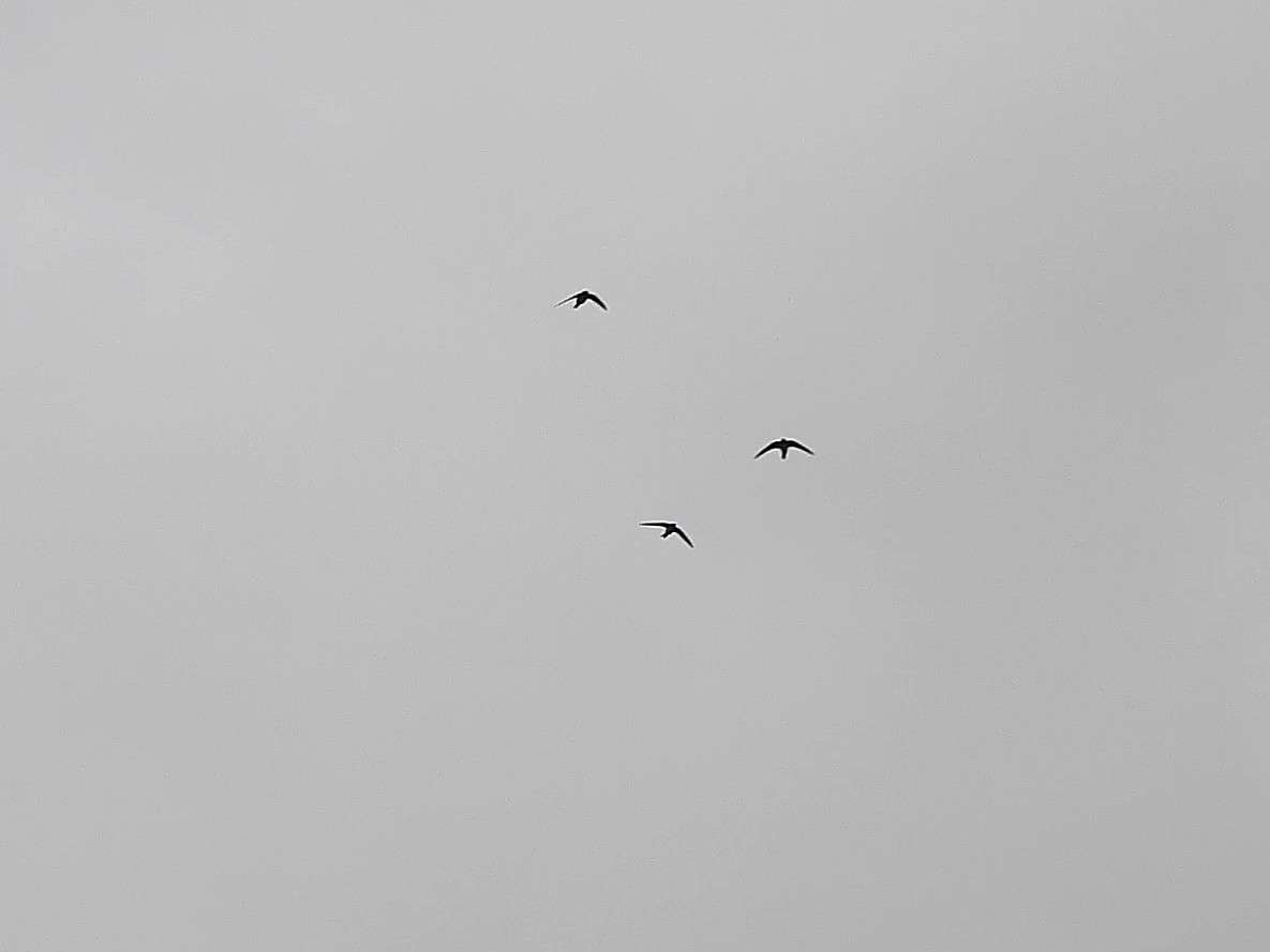 Three Alpine Swifts at Teignmouth