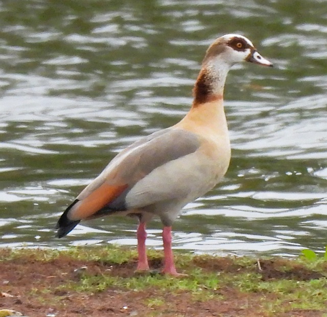 Yealm Estuary