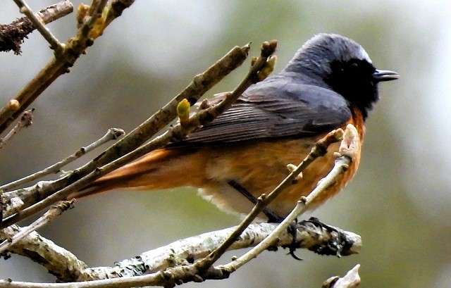 Venford Reservoir - Devon Birds