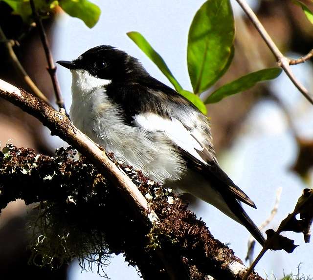 Venford Reservoir - Devon Birds