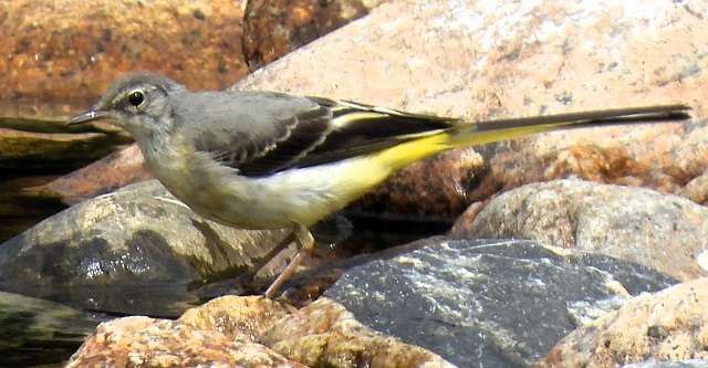 Cadover Bridge - Devon Birds