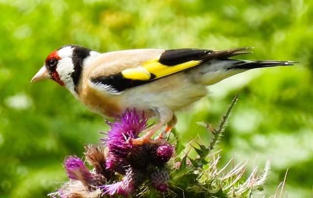 Cadover Bridge - Devon Birds