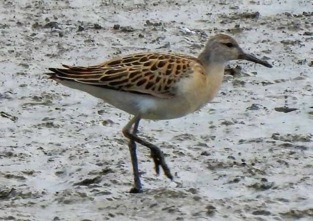 Bowling Green Marsh