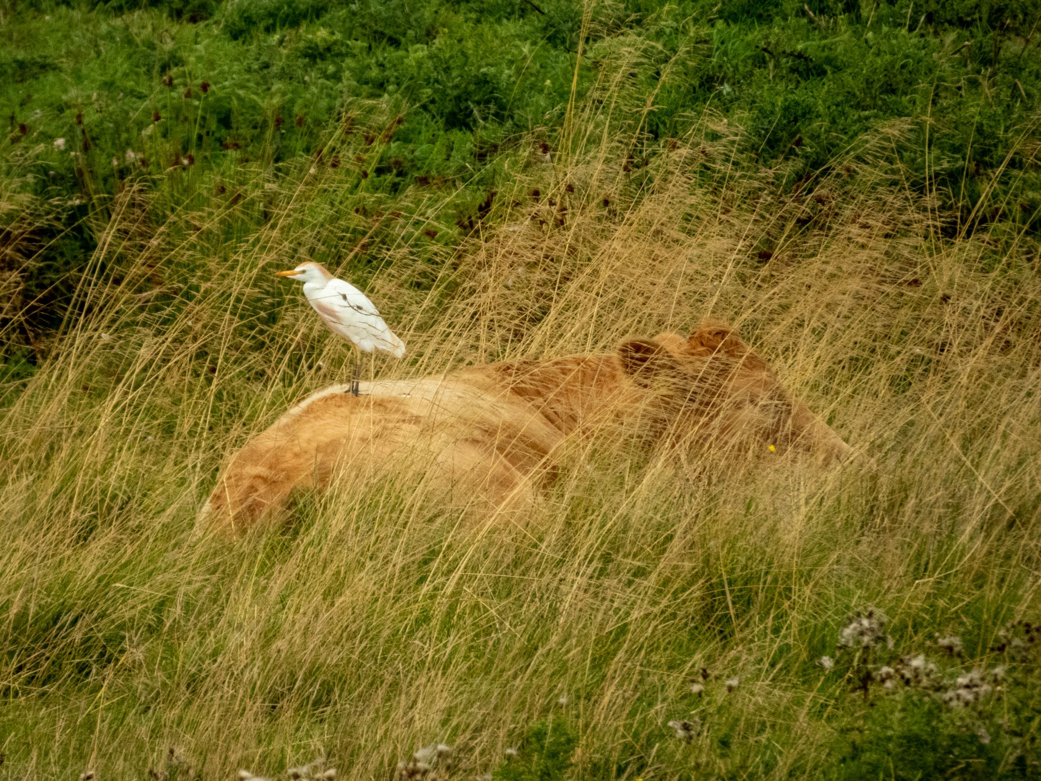 exminster-marshes-17-8-devon-birds