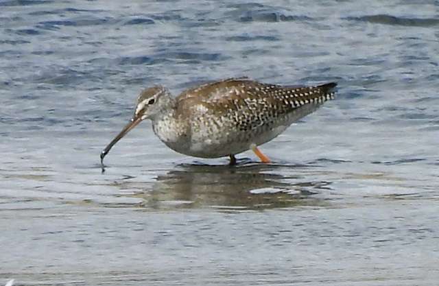Seaton Wetlands