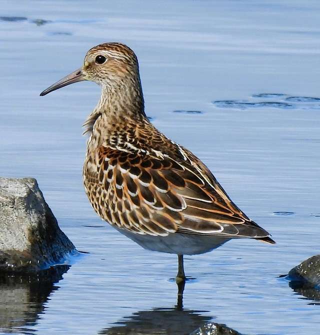 Seaton Wetlands