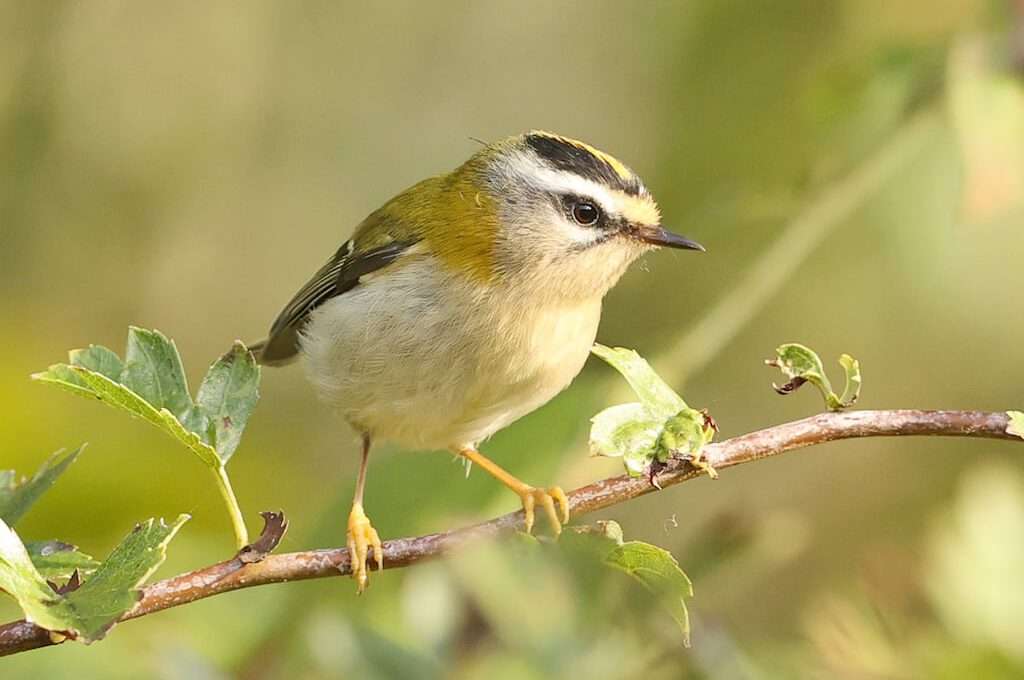 The Baltimore Bird Club Home Page