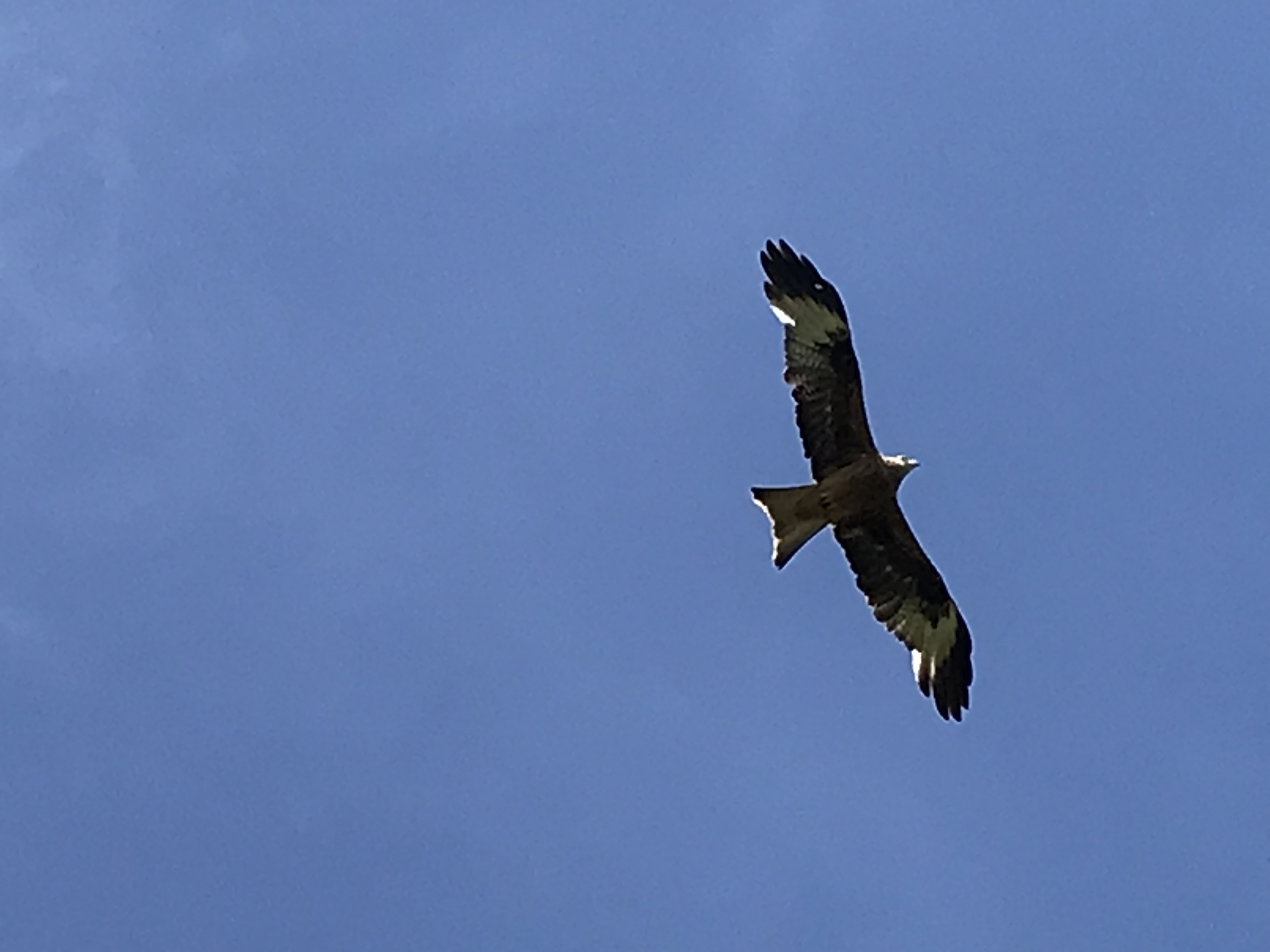 2 Red Kites spotted over Coombelake nr Ottery st Mary