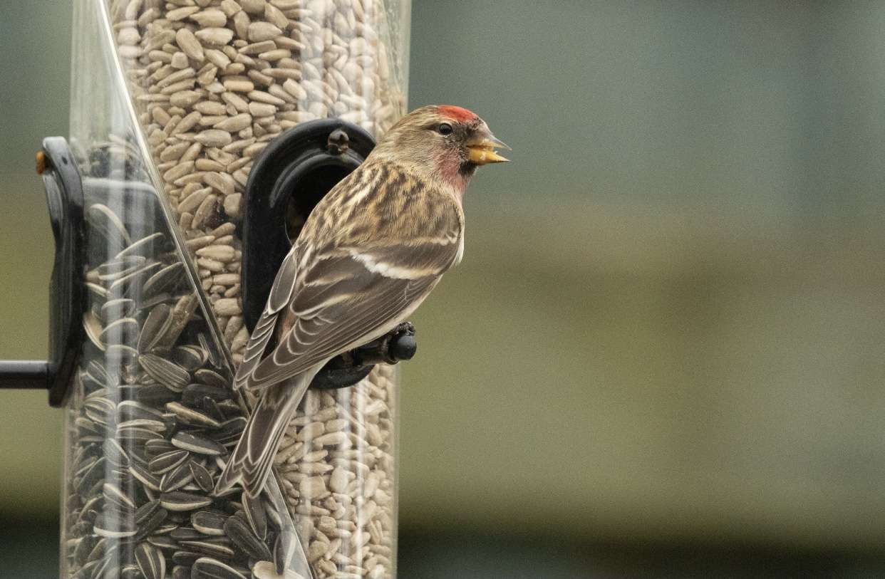 Redpoll - Devon Birds