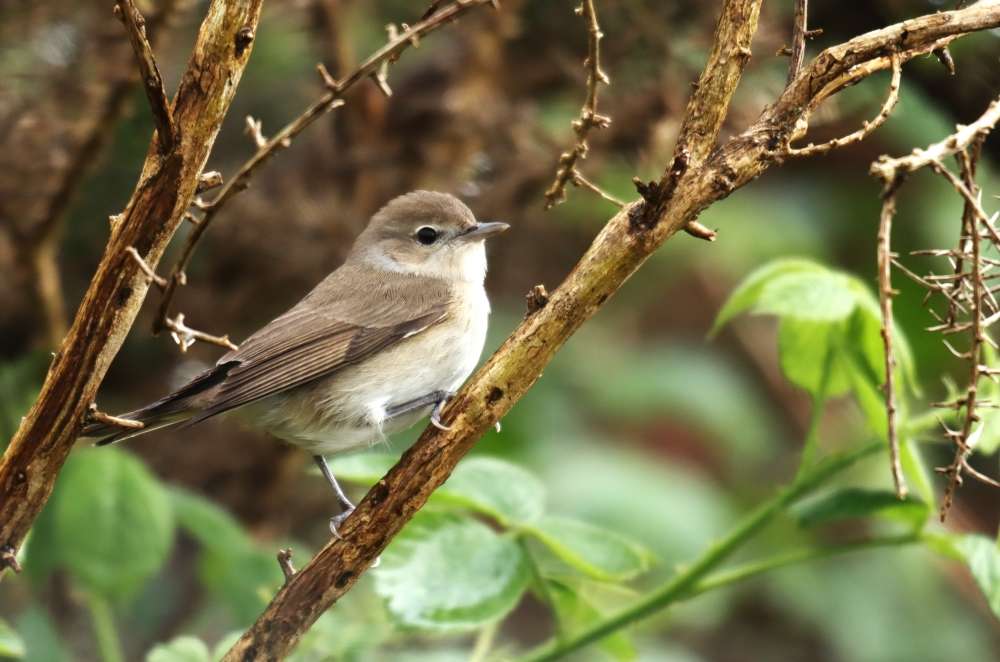 Dartmoor, Challacombe Farm area - Devon Birds