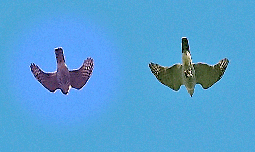Female Sparrowhawk (left) and male Goshawk (right), Devon © Mark Darlaston, June 2008