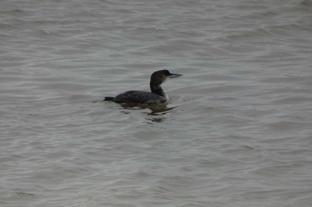 Great Northern Diver - Horsey - Devon Birds