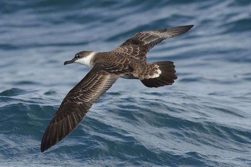 Great Shearwater by Mark Darlaston at English Channel