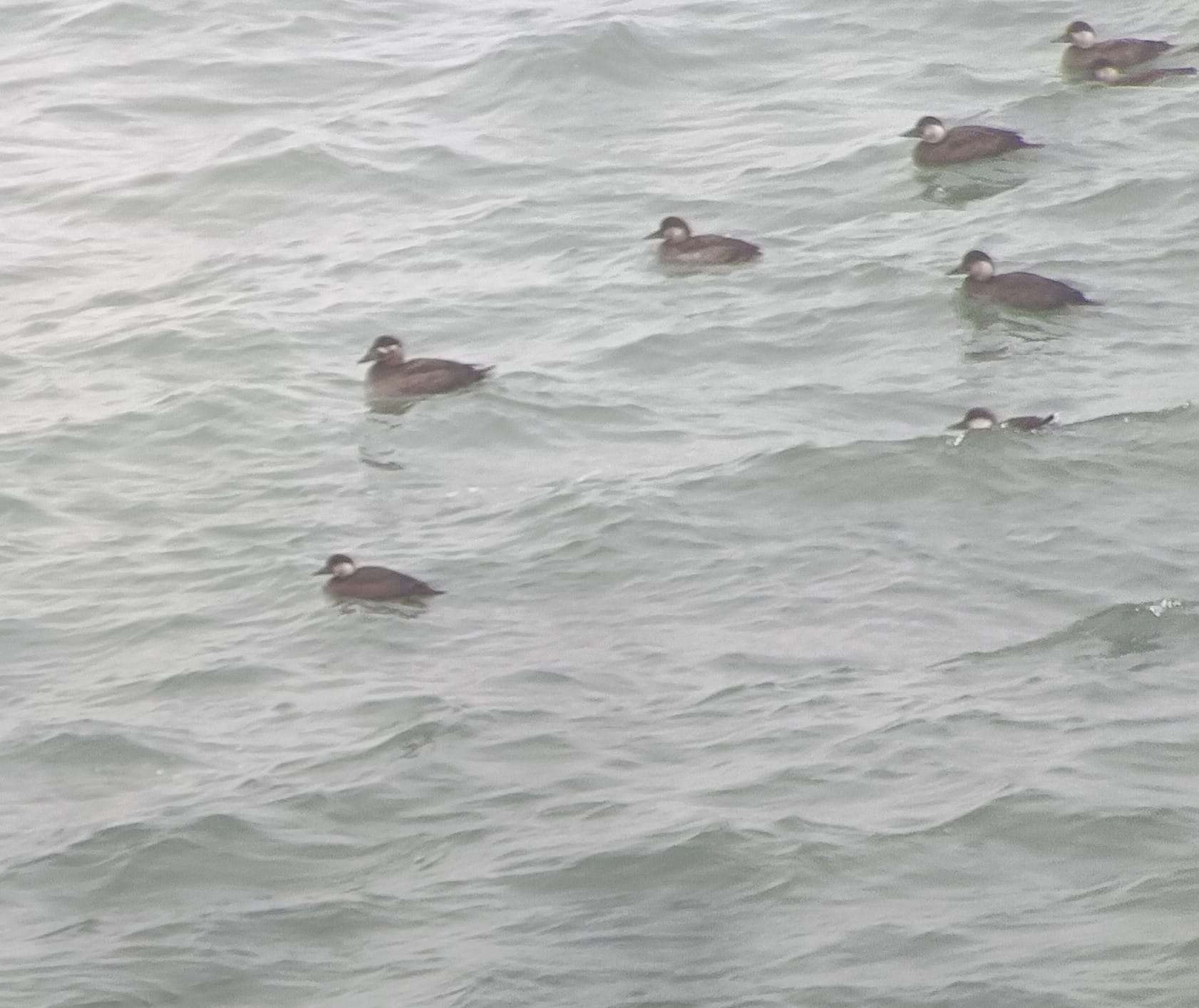 Surf Scoter off Baggy Point