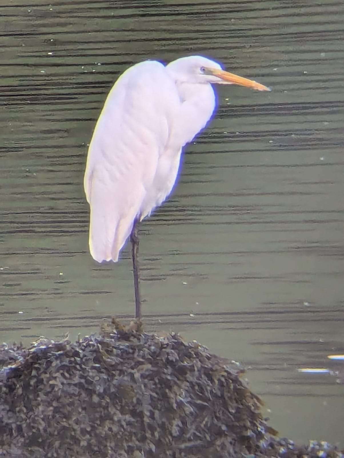 Bow creek, Cornworthy Devon Birds