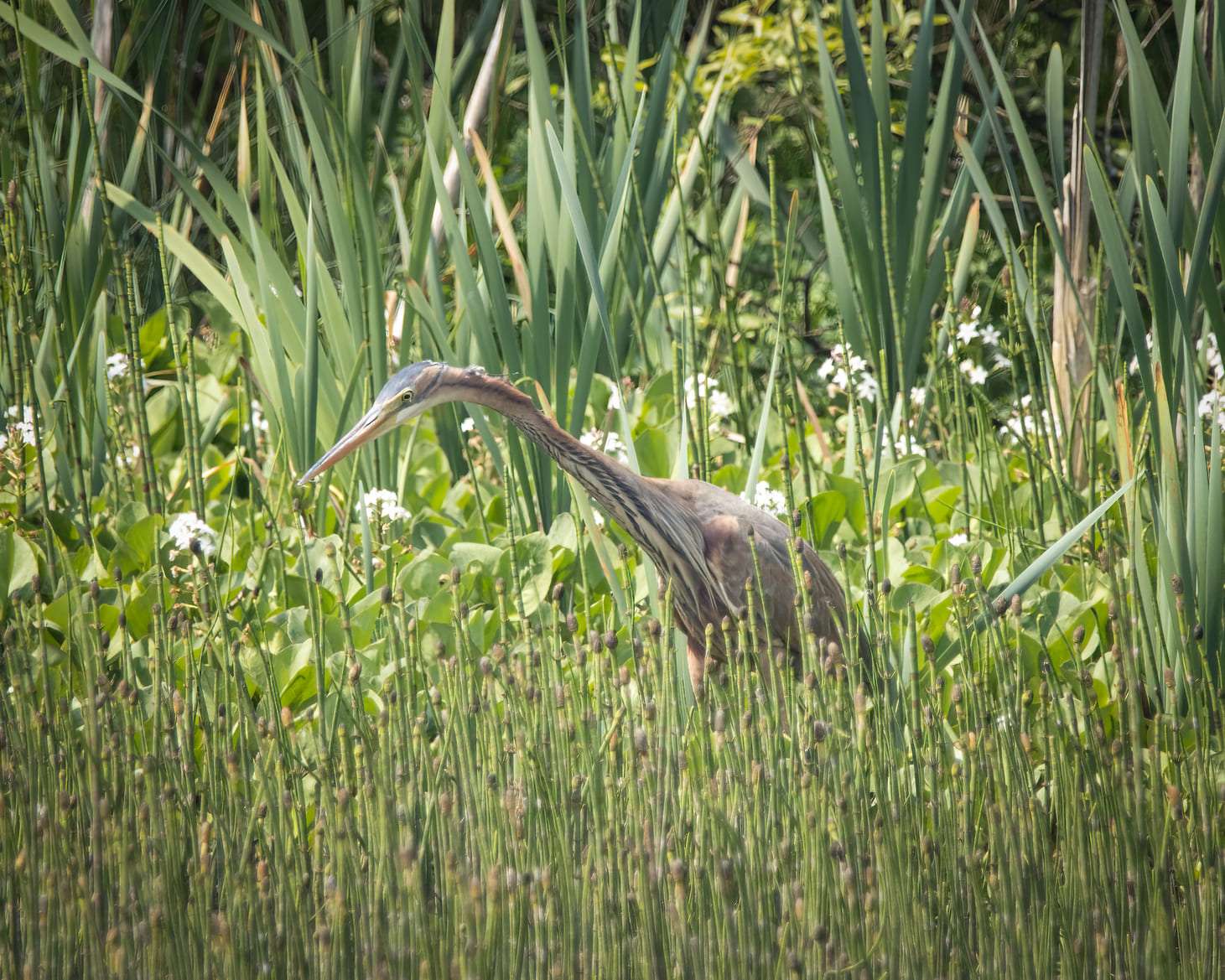 lower-tamar-lake-devon-birds