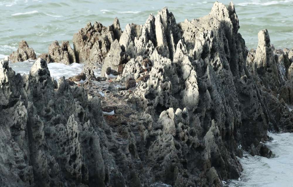 Woolice Rocks Woolacombe - Devon Birds