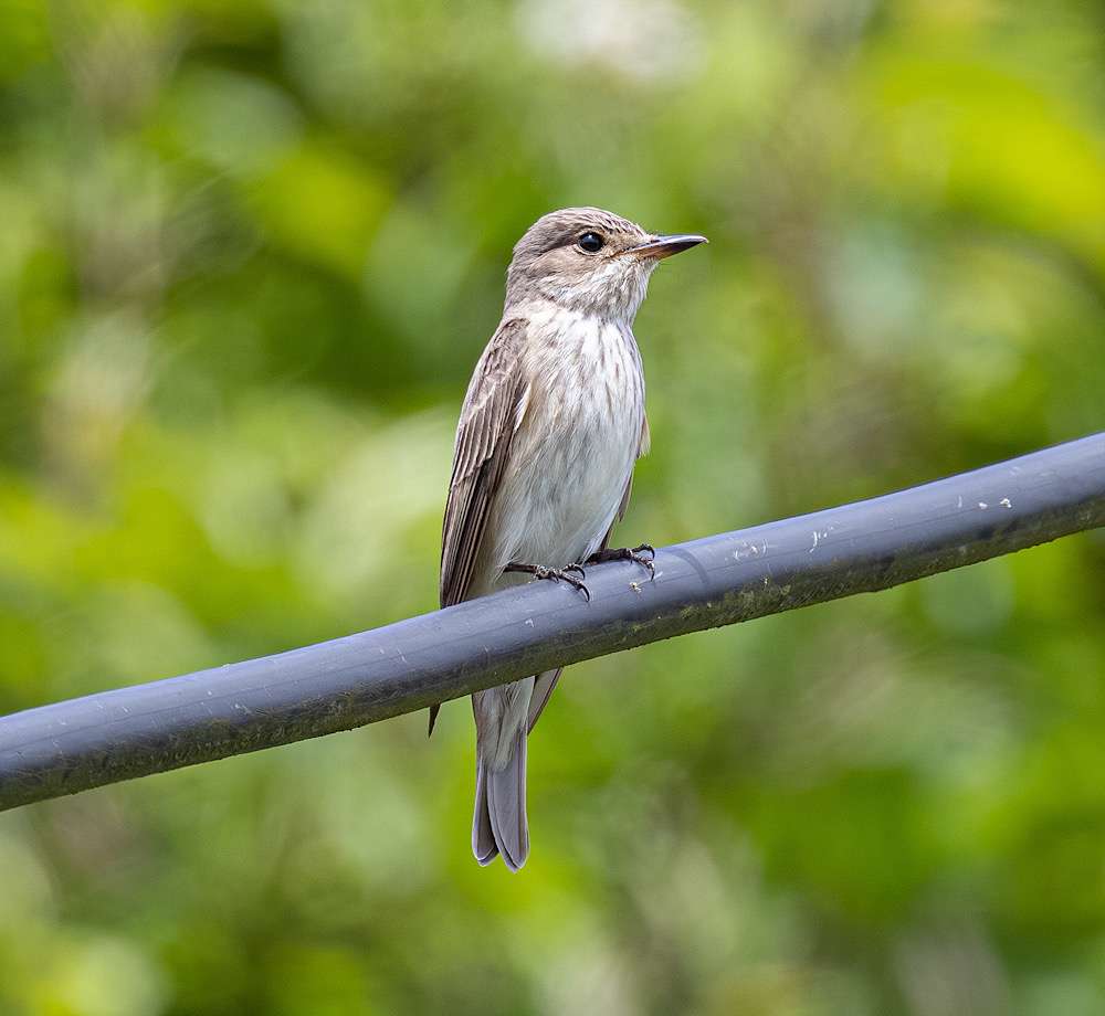 Widworthy and Seaton Wetlands - Devon Birds