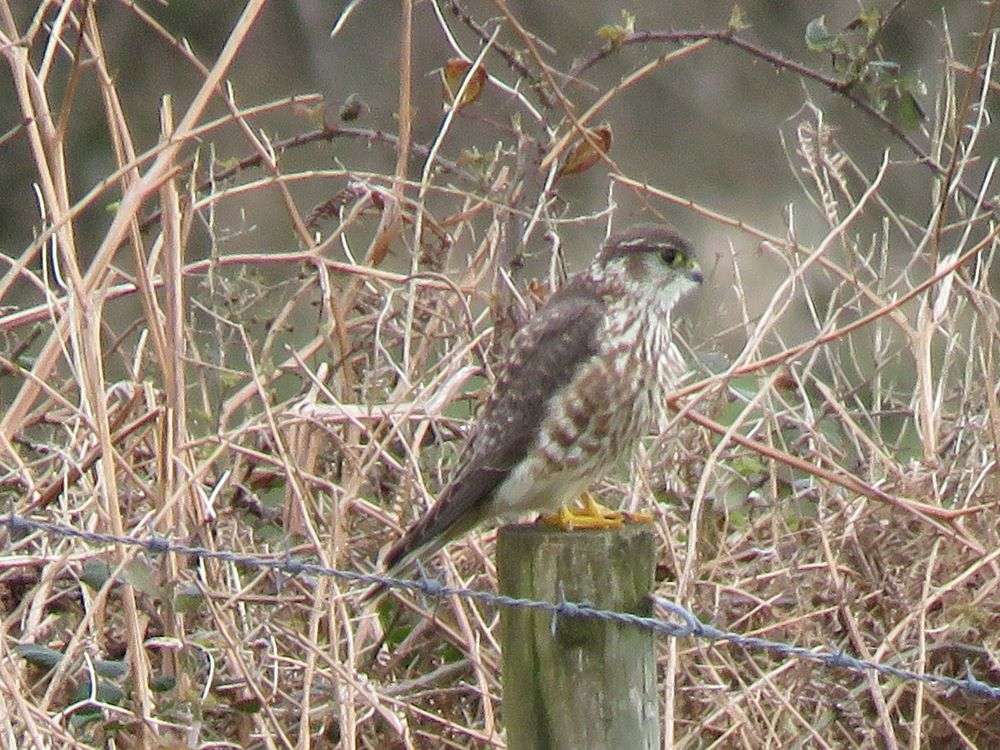Brent Hill - Devon Birds
