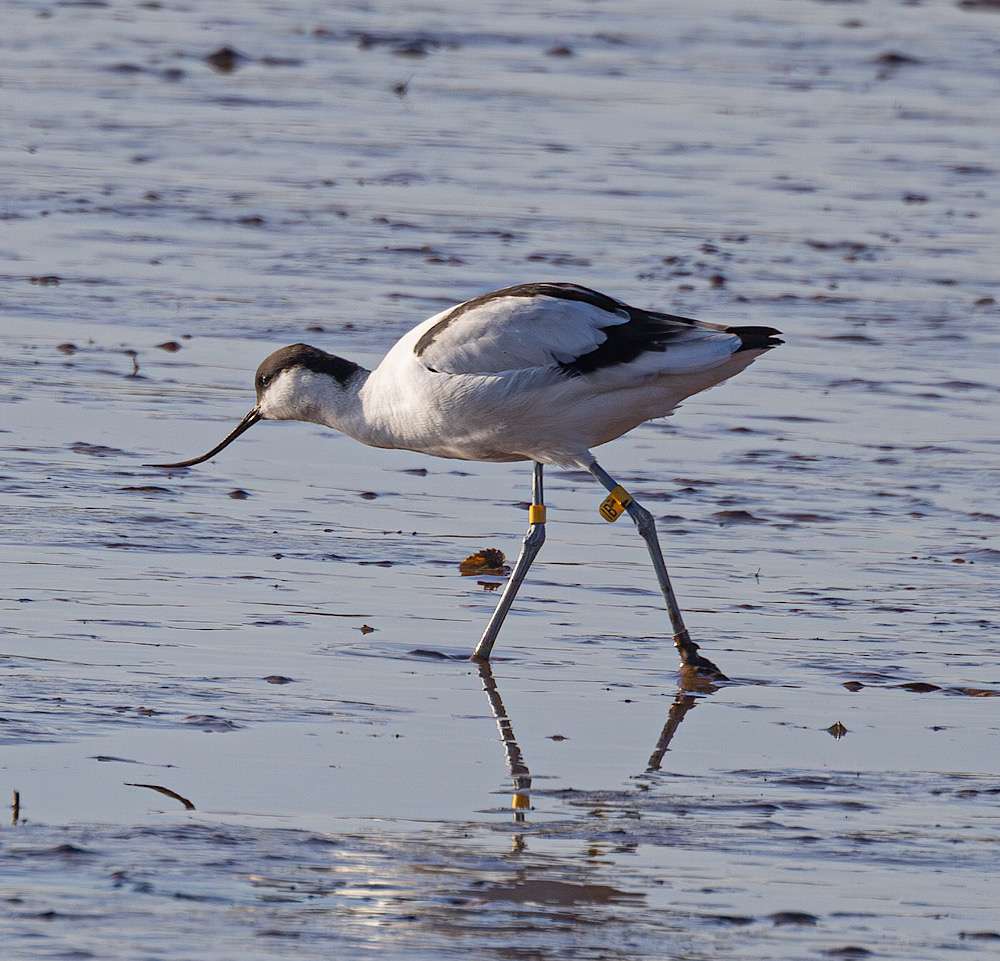 Exmouth Estuary and Widworthy - Devon Birds