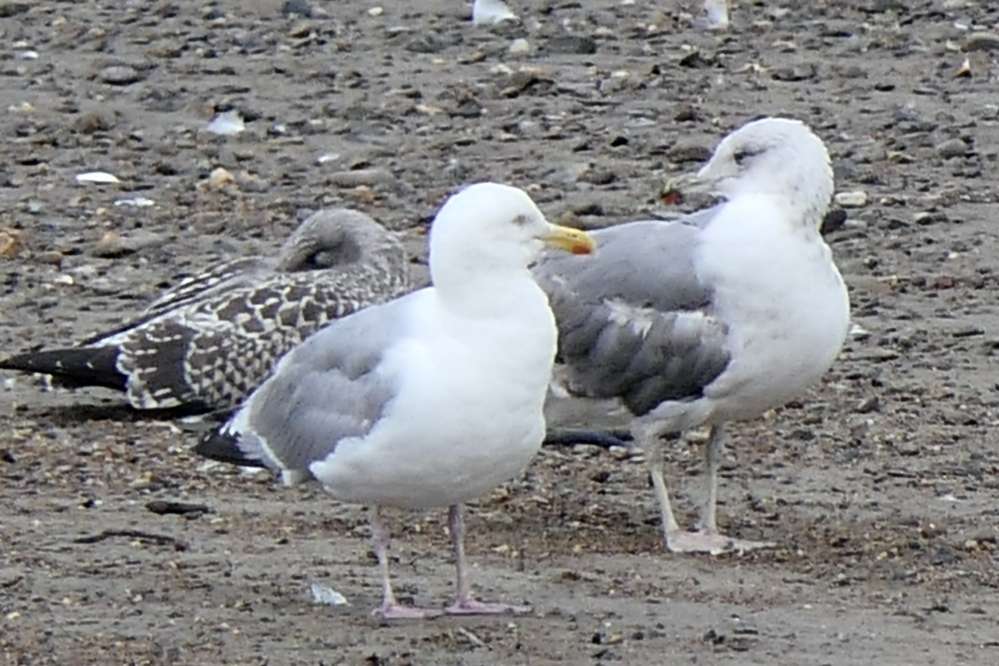 Morte Point - Devon Birds