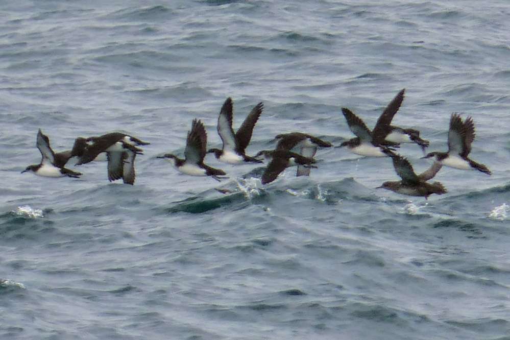 Capstone Point - Devon Birds