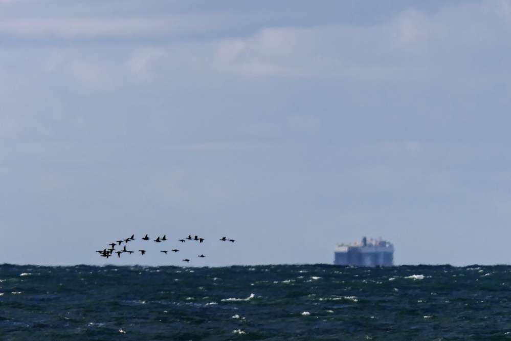 Capstone Point Devon Birds