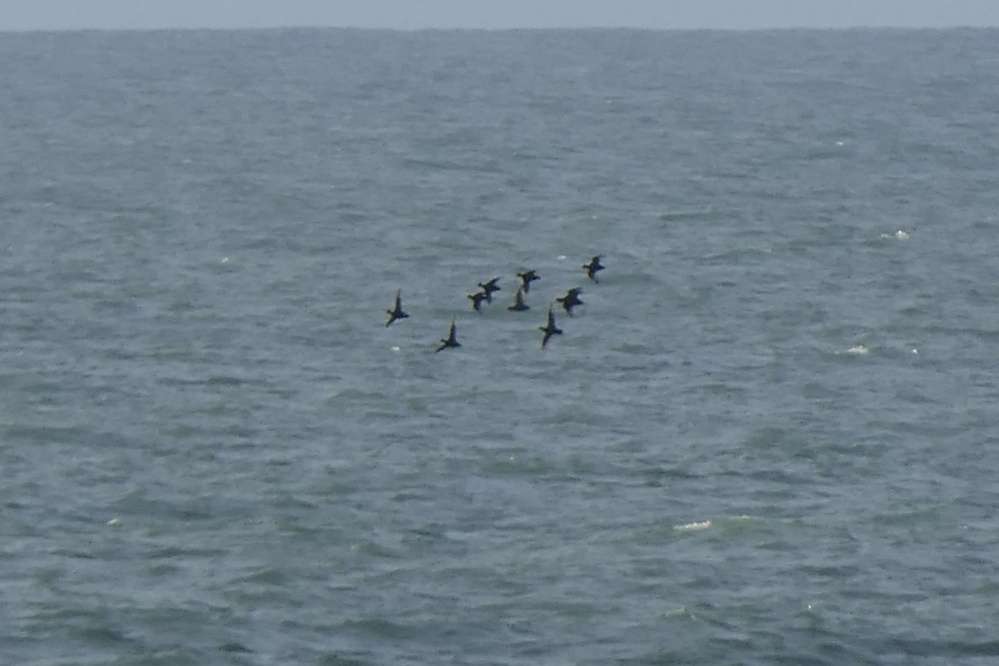 Capstone Point - Devon Birds