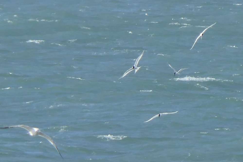 Capstone Point - Devon Birds