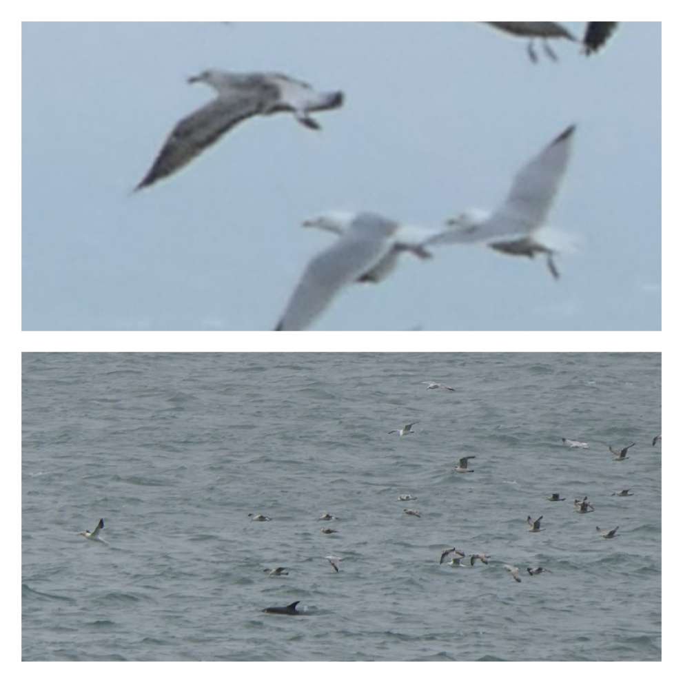 Capstone Point - Devon Birds