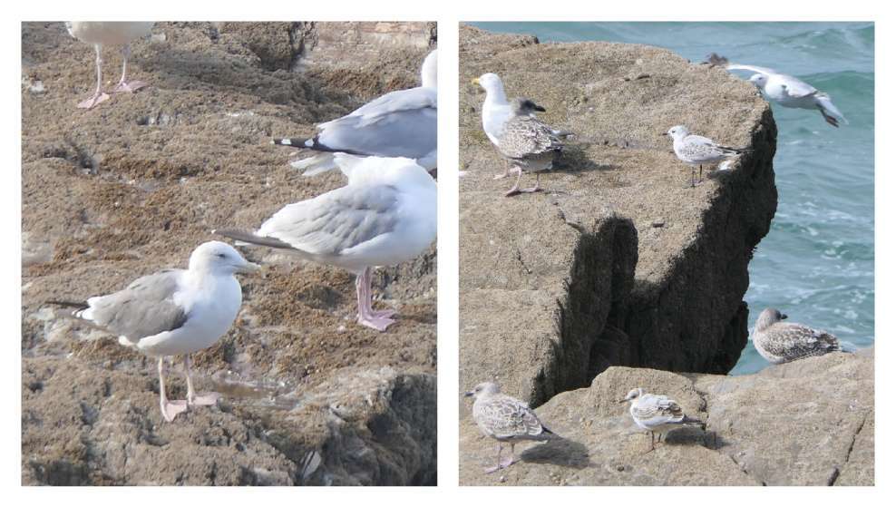 Capstone Point