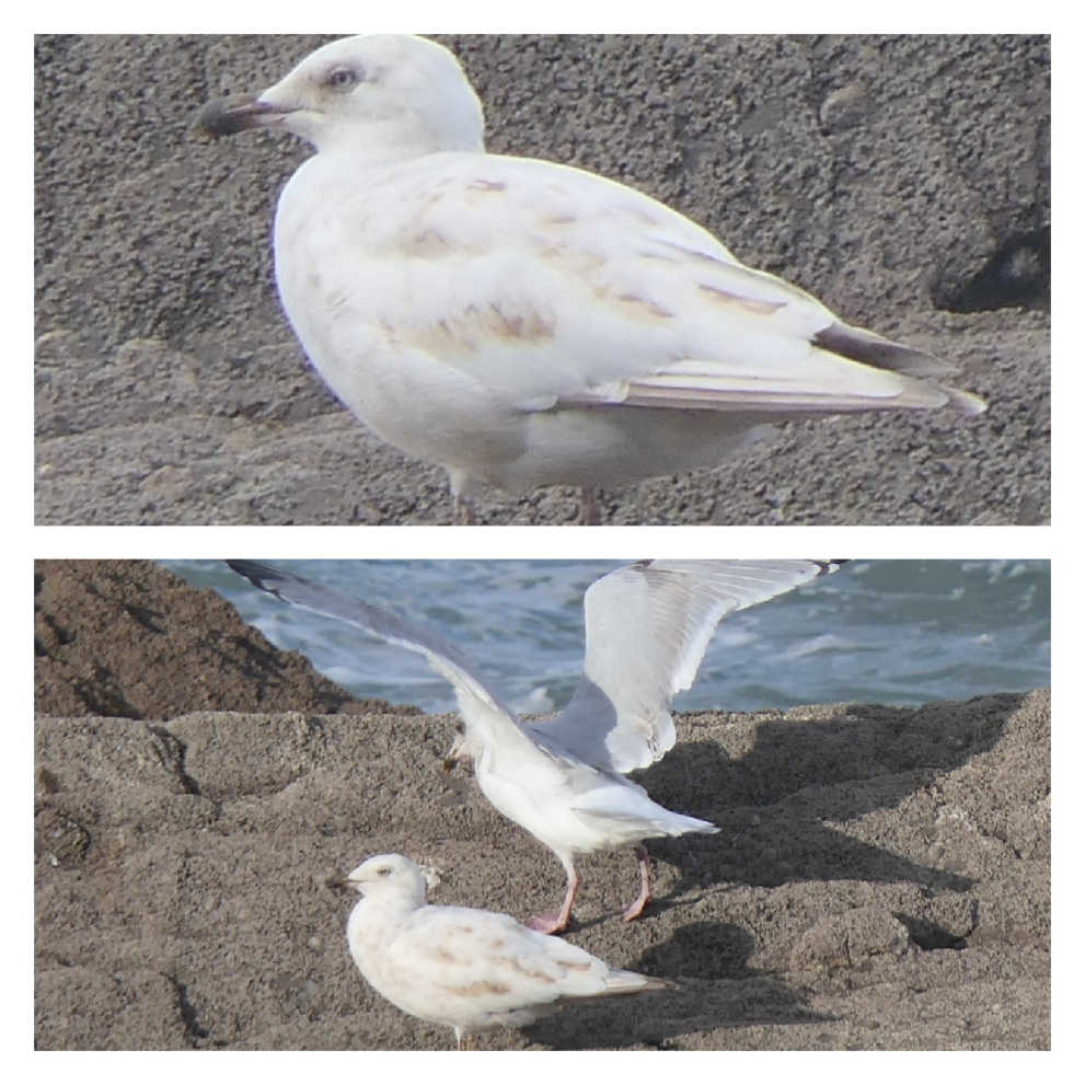 Ilfracombe Wildersmouth rocks - Devon Birds