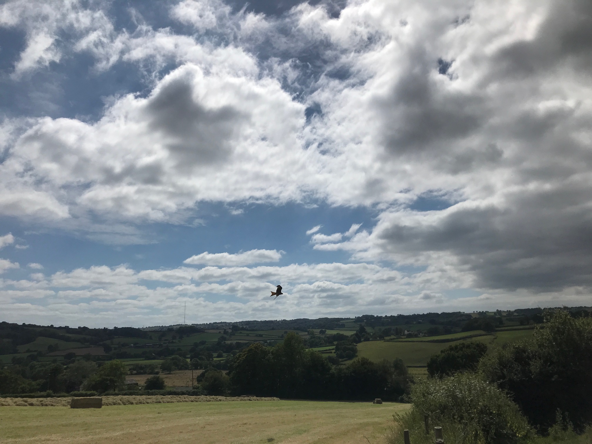 Red Kite Stockland - Devon Birds