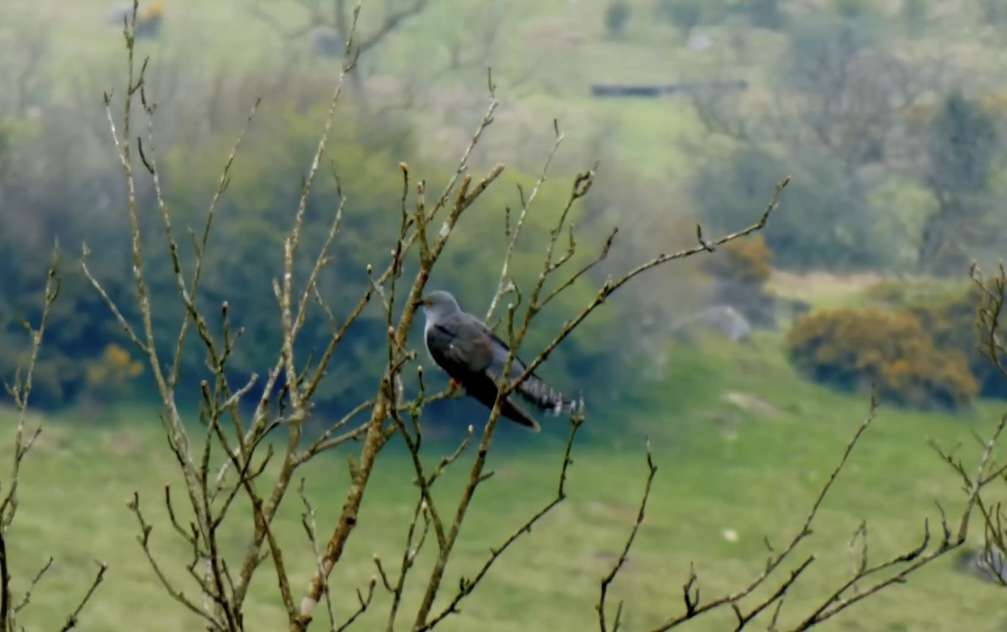 Cuckoo Emsworthy Mire - Devon Birds