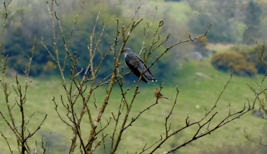 Cuckoo Emsworthy Mire - Devon Birds