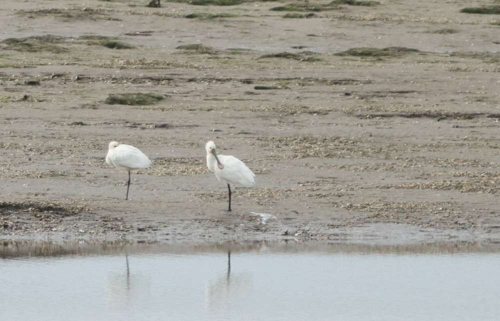 Heanton Court area - Devon Birds