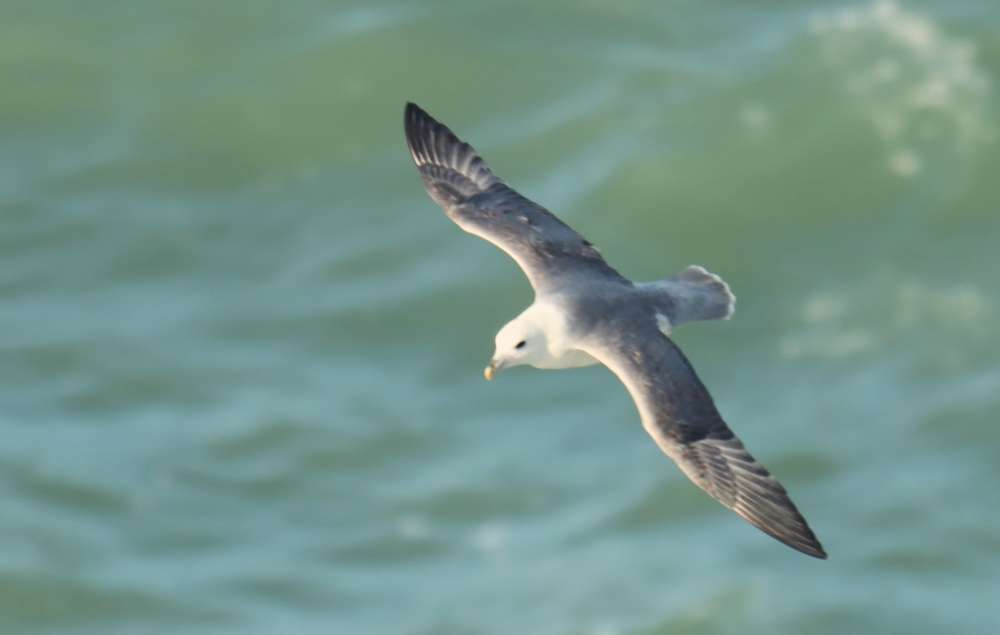 Ilfracombe - Devon Birds