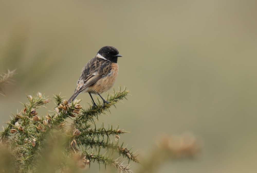 Yarner Wood - Devon Birds