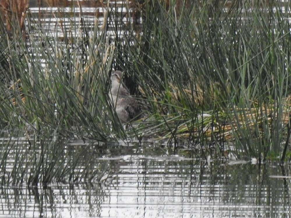 Bowling Green Marsh Longbilled Dowitcher Wed 30th Devon Birds