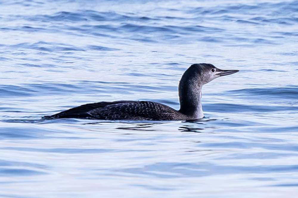 Red-Throated Diver-Spray Point, Teignmouth