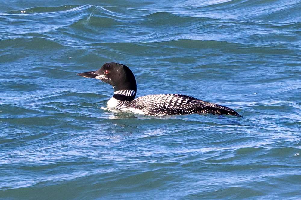 Great Northern Divers in summer plumage off Hopes Nose