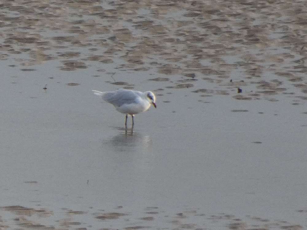 North side of Taw Estuary